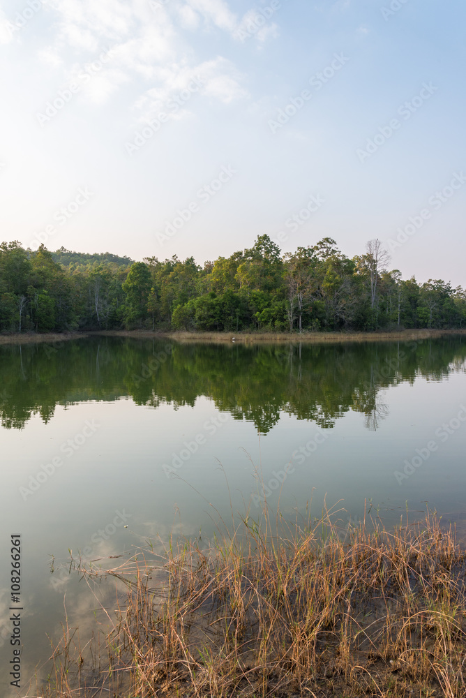 Obraz premium Forest and lagoon