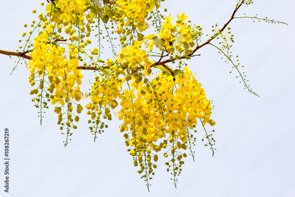 Golden flower Tree.
Golden flower Tree.
