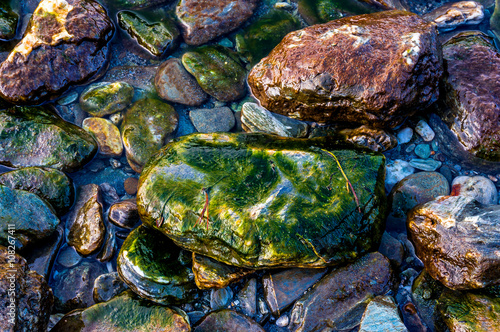 Abstract nature photo of pebbles covered with seaweed plant
