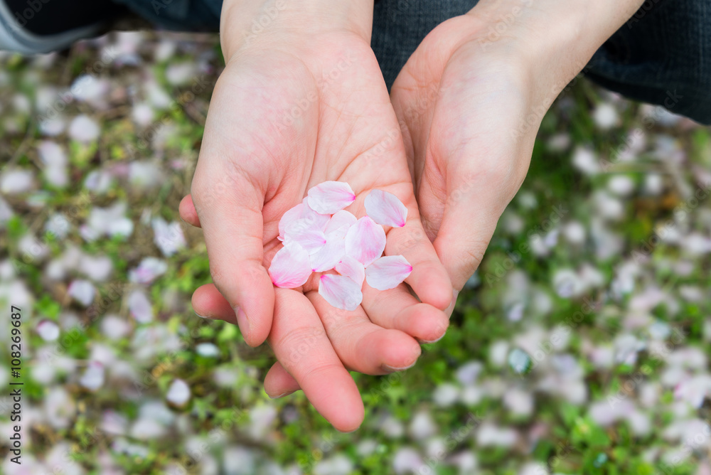 Cherry Blossom Petals Held by a Young Lady's Hands
Cherry Blossom Petals Held by a Young Lady's Hands