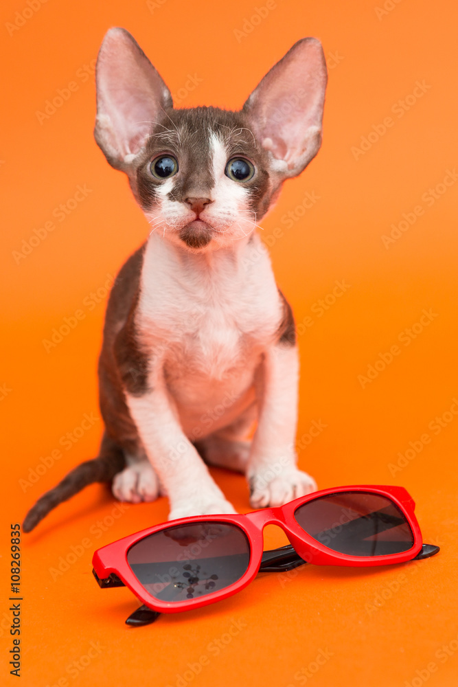 Kitten Cornish Rex and sunglasses