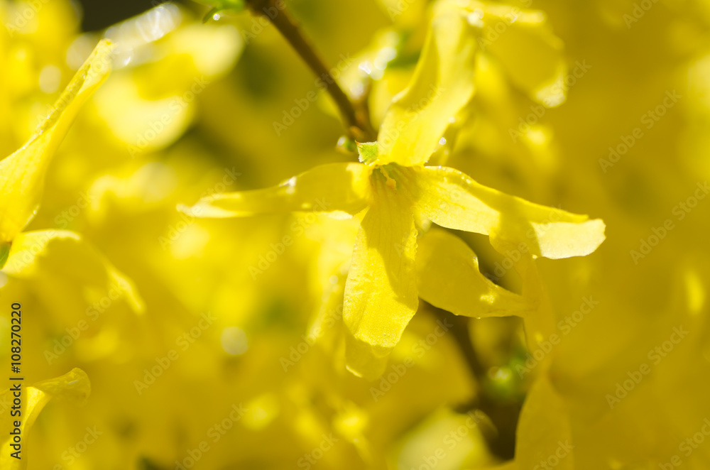 yellow forsythia flowers yellow forsythia flowers