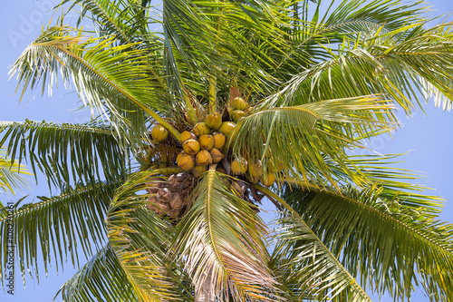 Coconuts palm tree, close up