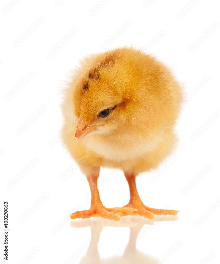 Fototapeta premium Little chicken