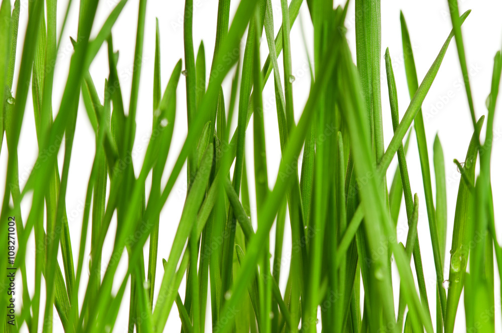 Wheat grass Wheat grass
