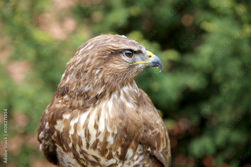 Head shot of an buzzard with blurred green natural background Head shot of an buzzard with blurred green natural background