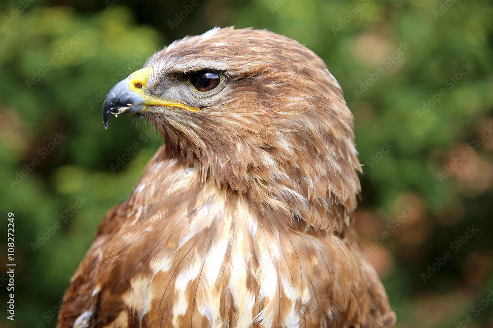 Close up of a common buzzard on natural environment Close up of a common buzzard on natural environment