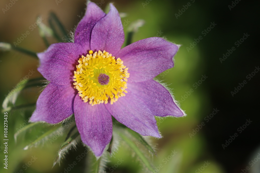 Küchenschelle Blüte Küchenschelle Blüte