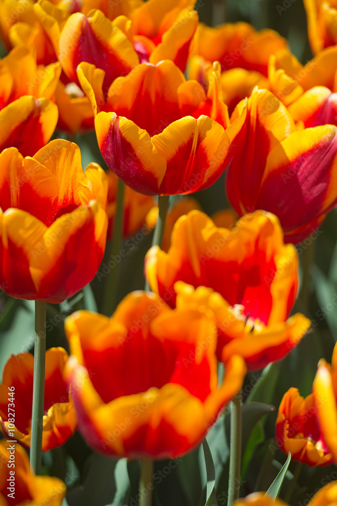Tulips in garden in sunny day. Spring flowers. Gardening
Tulips in garden in sunny day. Spring flowers. Gardening