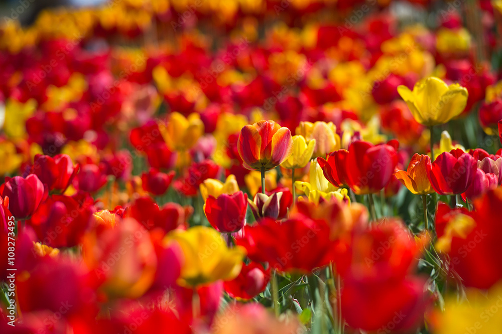 Tulips in garden in sunny day. Spring flowers. Gardening
Tulips in garden in sunny day. Spring flowers. Gardening