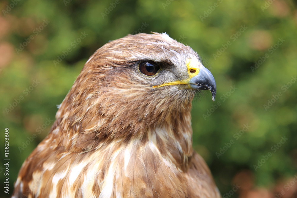 Portrait of a european common buzzard buteo buteo Portrait of a european common buzzard buteo buteo