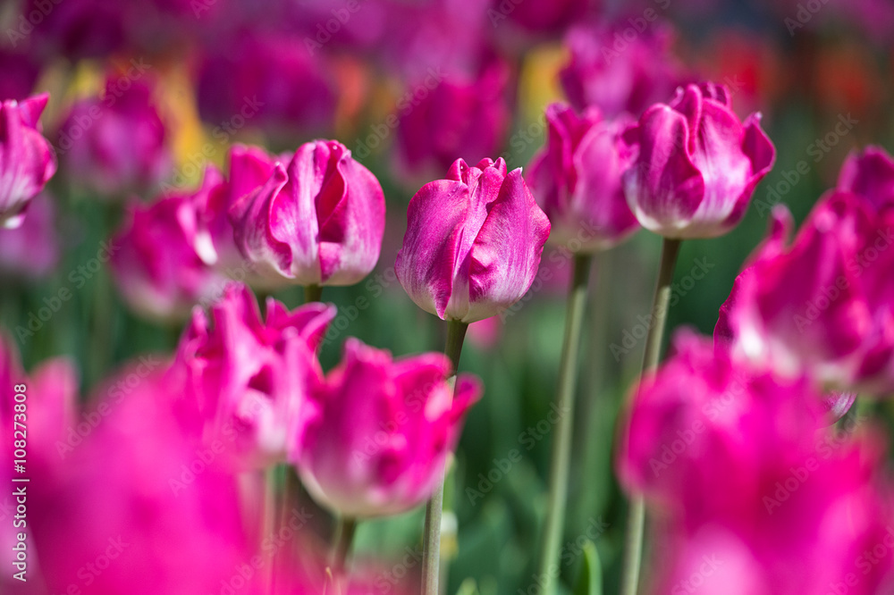 Fototapeta premium Tulips in garden in sunny day. Spring flowers. Gardening 
