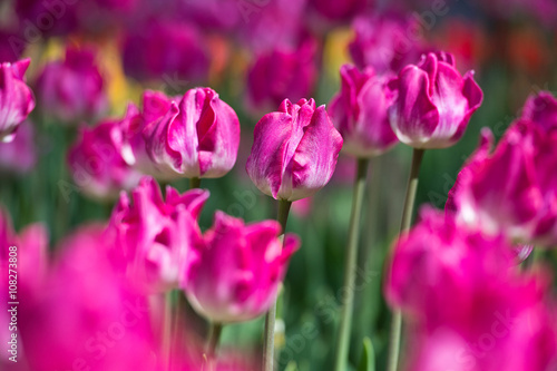 Tulips in garden in sunny day. Spring flowers. Gardening   © darkfreya