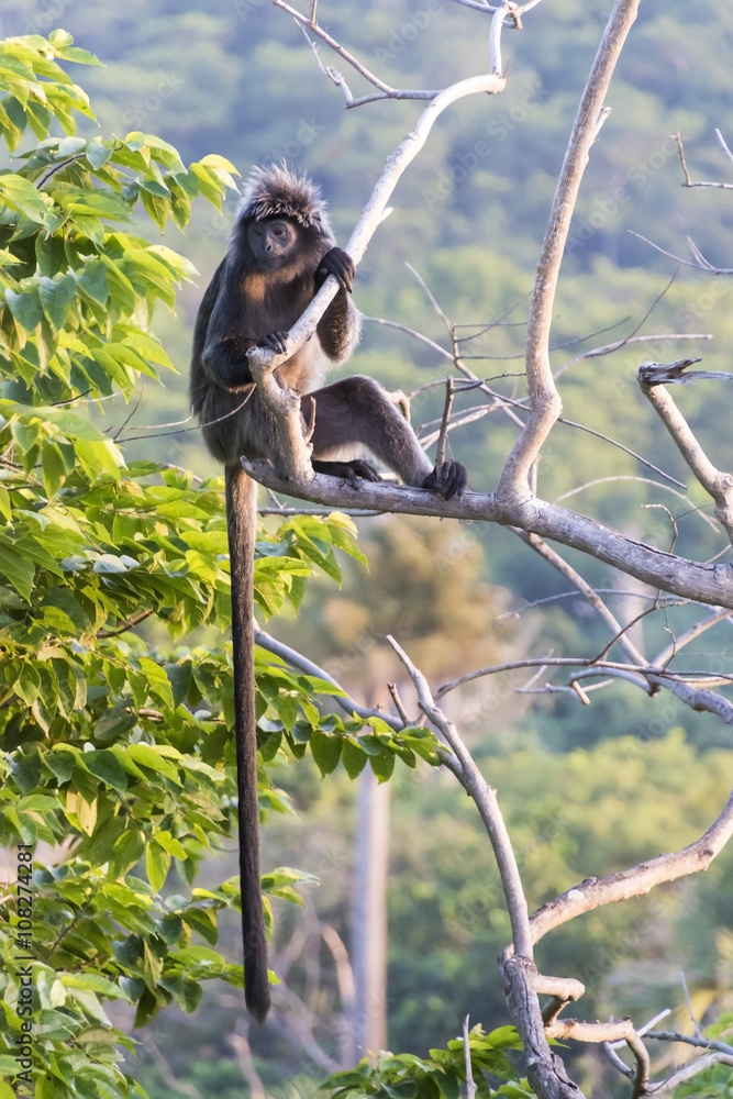 Obraz premium The Javan lutung (Trachypithecus auratus), also known as the ebony lutung and Javan langur in East Java forest