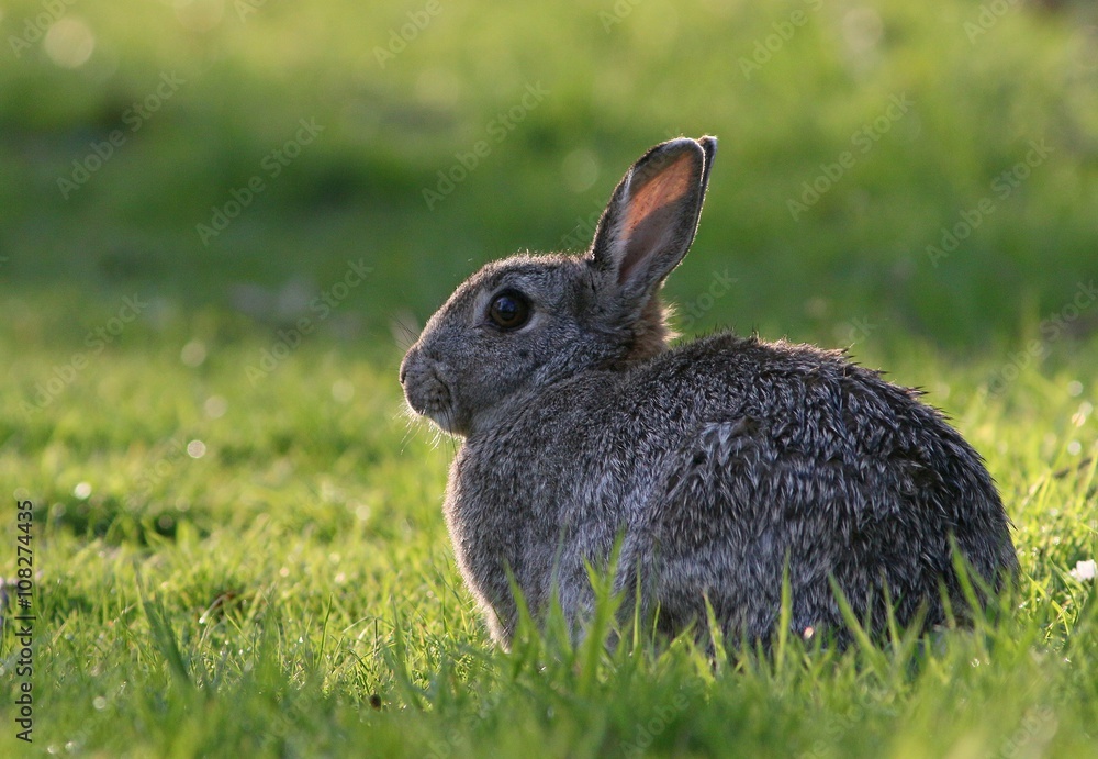 Backlit European Wild Rabbit on a summer evening. Backlit European Wild Rabbit on a summer evening.