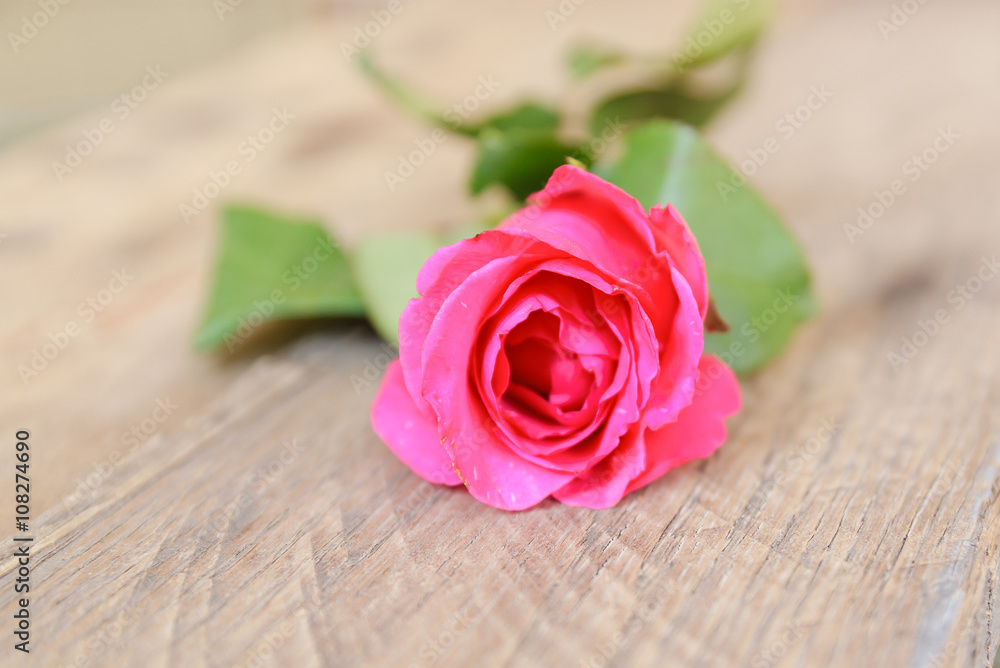 rose on wood