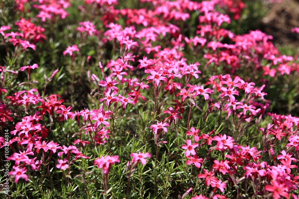 Naklejka premium Shibazakura (Chichibu)