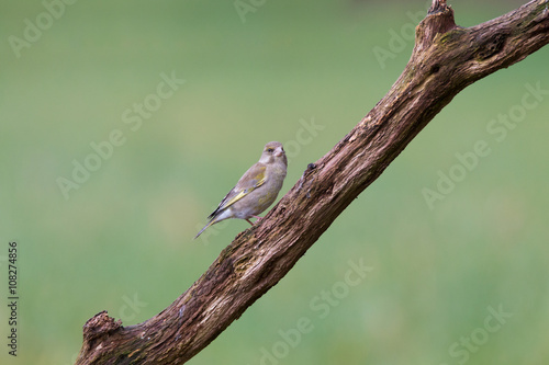 Grünfink Weibchen © lues01