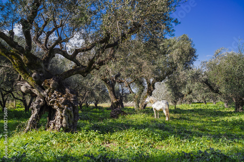 White horse in an olive grove