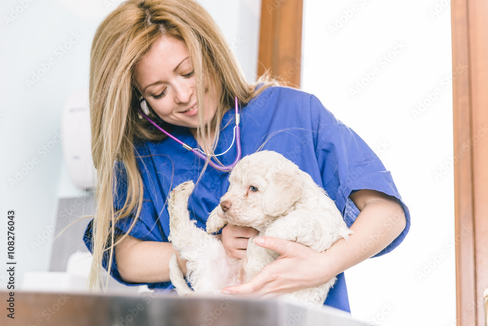 Veterinary checking a dog puppie in her studio Veterinary checking a dog puppie in her studio