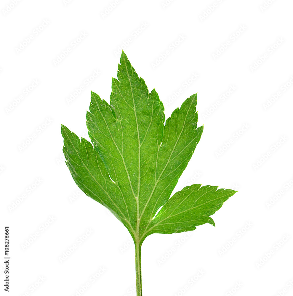 Celery isolated on White Background Celery isolated on White Background