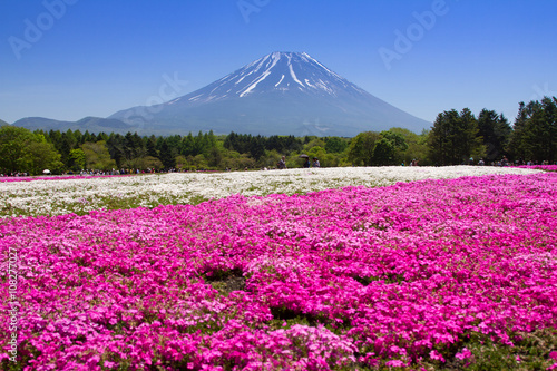 Fototapeta Naklejka Na Ścianę i Meble -  Mt. Fuji and enjoy the cherry blossom or pink moss at spring every year. Mt. Fuji is the highest mountain in Japan.