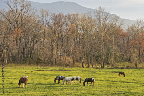 Horses Grazing At Sunset In Cades Cove