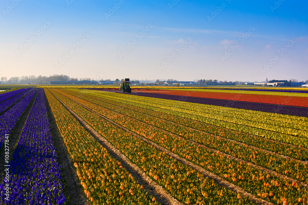 Tulip field with tractor working