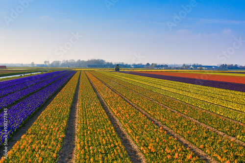 Tulip field with tractor working