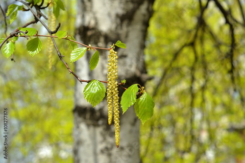 Branch of a blooming birch tree with new leaves in the spring