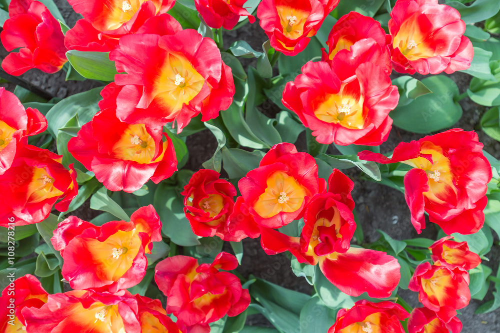 Red tulips from the top Red tulips from the top