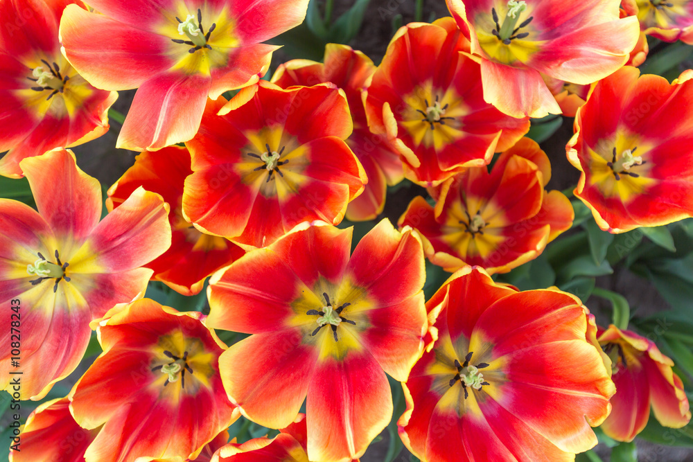 Red and yellow tulips from the top Red and yellow tulips from the top
