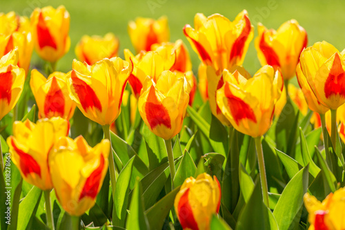 Colorful tulips