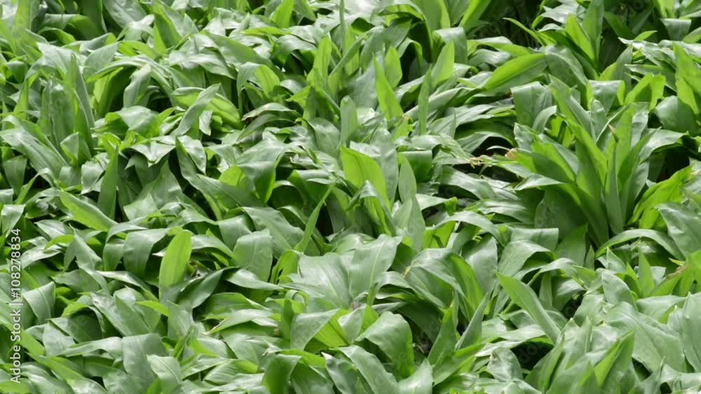 wild garlic (Ramsons) in springtime. fresh leaves are edible. wild garlic (Ramsons) in springtime. fresh leaves are edible.
