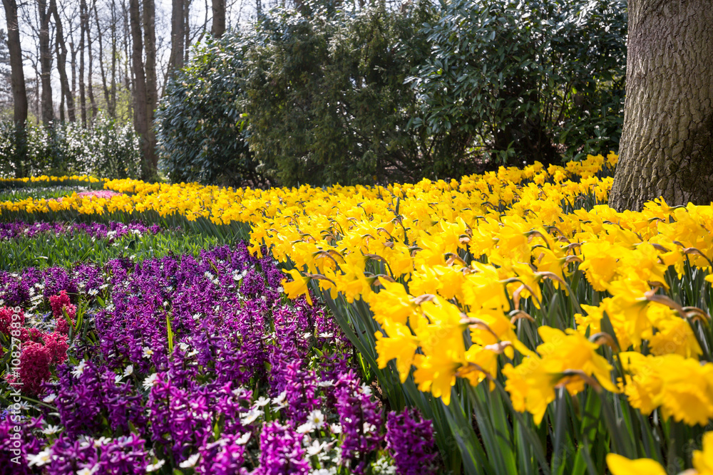 Park with yellow and purple tulips