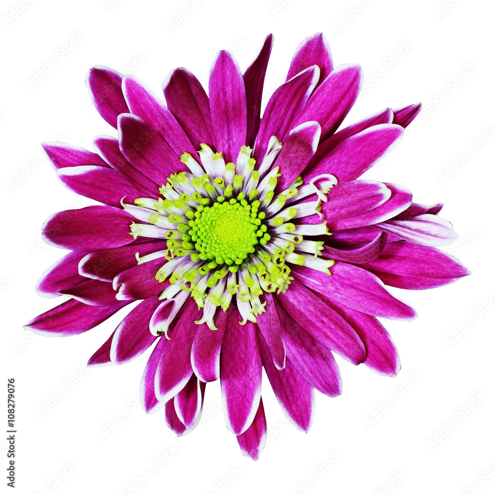 Obraz premium Pink chrysanthemum flower