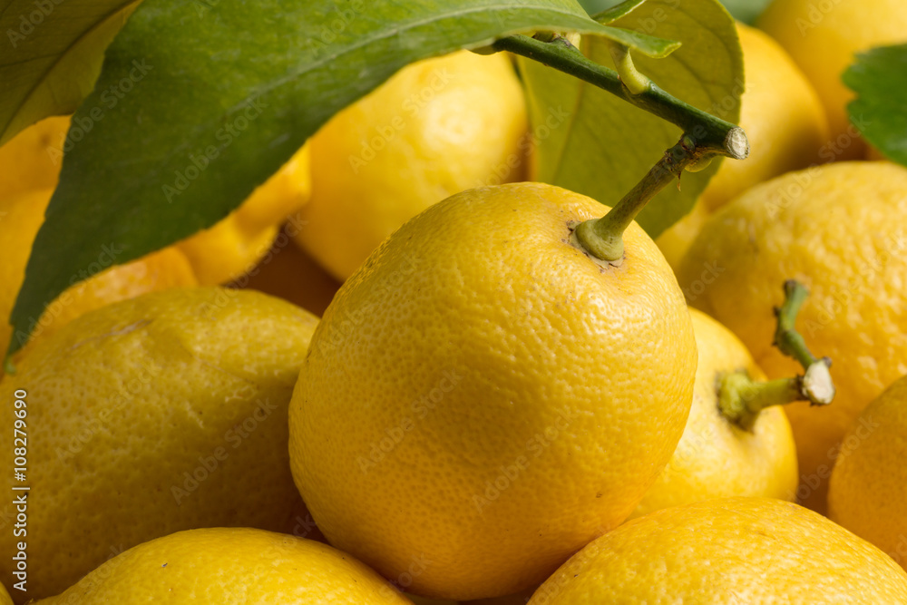 Lemons, central view