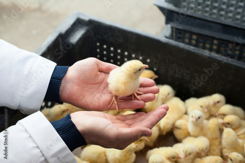 factory for the production of eggs and chickens.