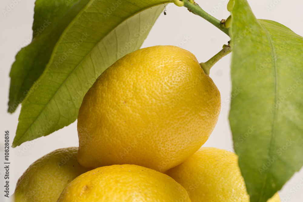 Lemons with stem and leaves