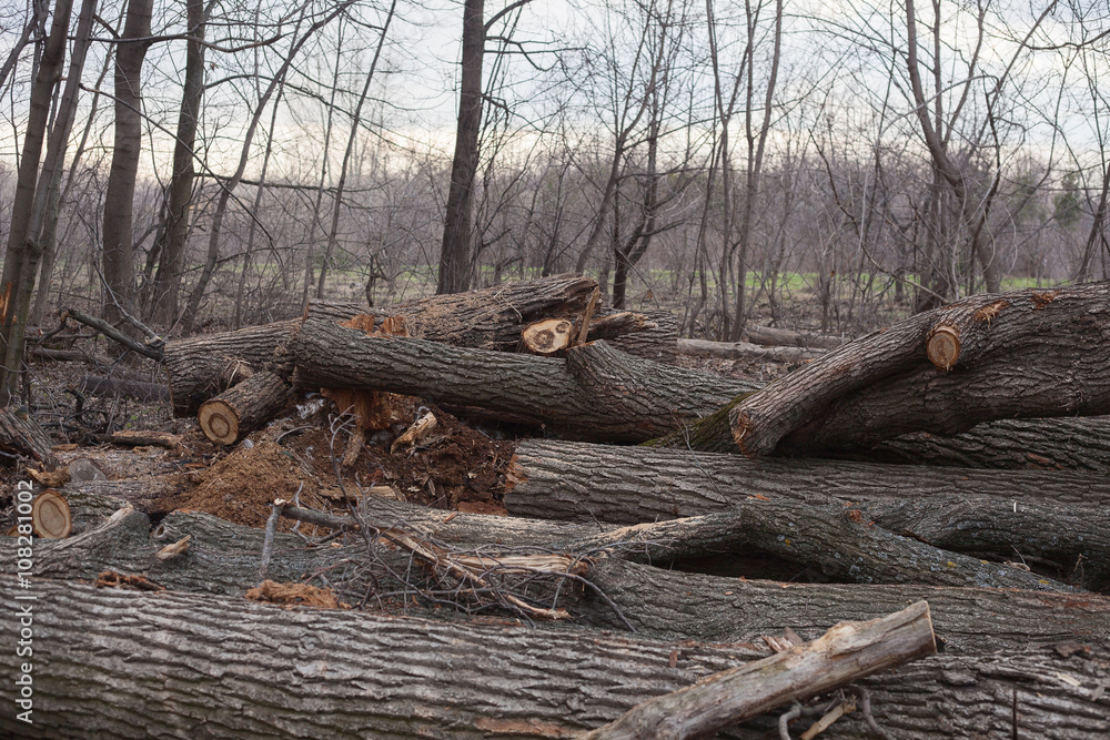 illegal felling of trees in the forest. ecology. illegal felling of trees in the forest. ecology.