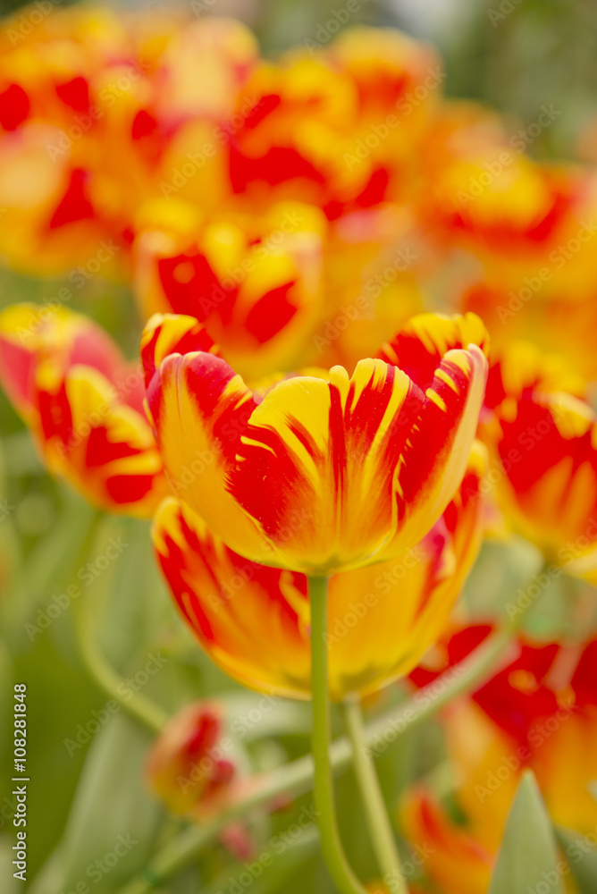 Garden tulips colorful background texture Garden tulips colorful background texture