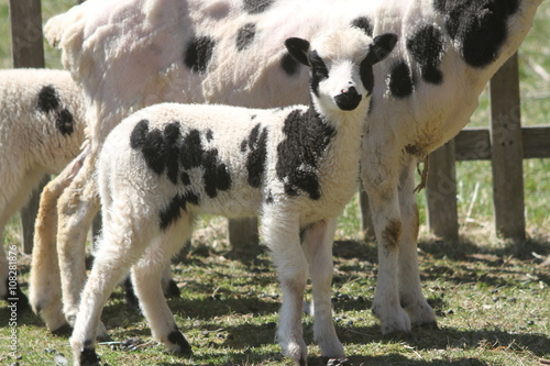 Jacob Sheep lamb