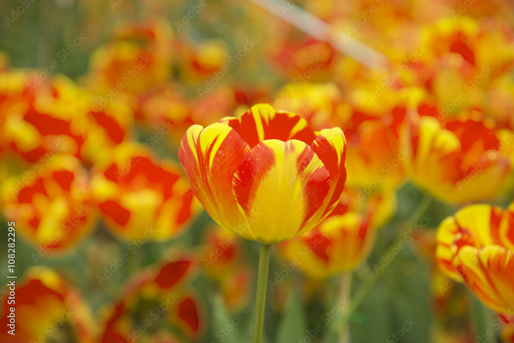 Garden tulips colorful background texture Garden tulips colorful background texture