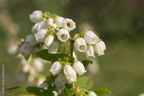 Blueberry buds in spring