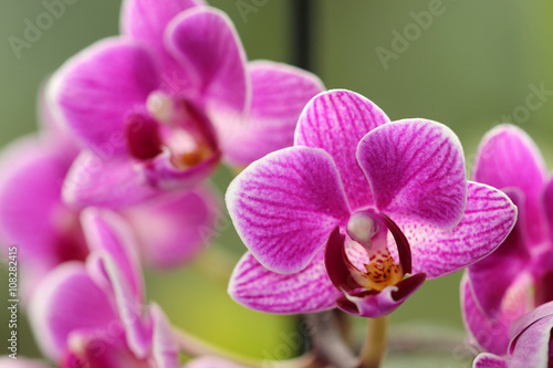 Fototapeta Naklejka Na Ścianę i Meble -  Phalaenopsis