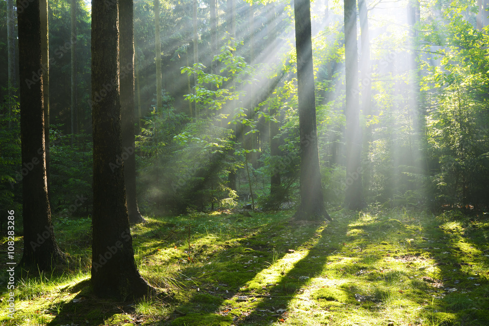 Sunbeam in forest Sunbeam in forest
