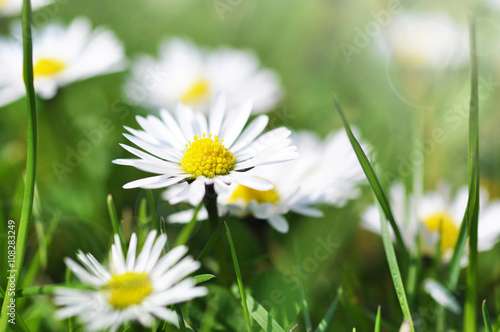 Daisy flowers