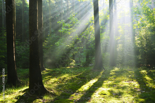 Fototapeta Naklejka Na Ścianę i Meble -  Sunbeam in forest