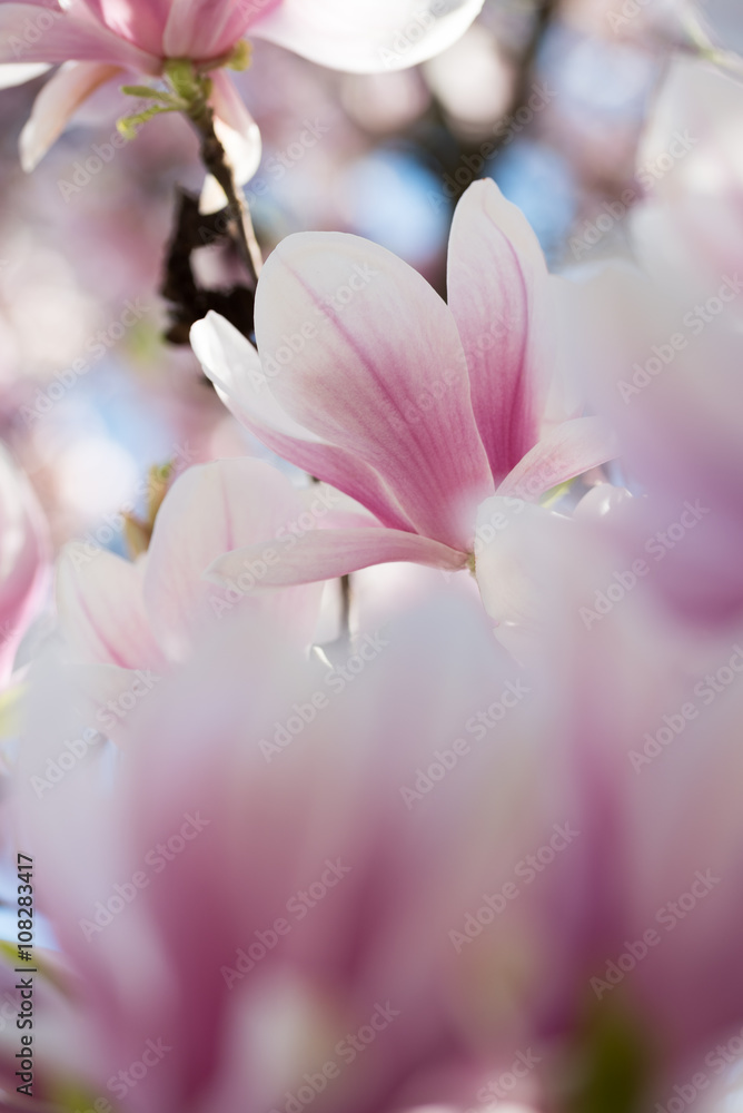 Blossom colorful spring flowers on Magnolia tree