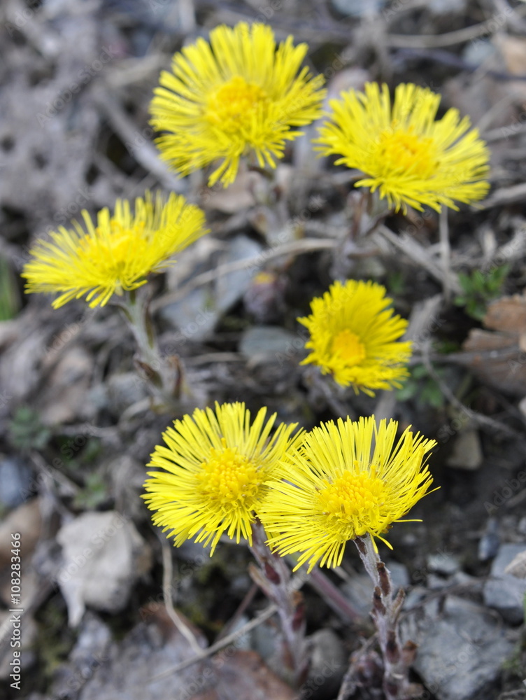 Coltsfoot flowering among decomposing leaves from last year Coltsfoot flowering among decomposing leaves from last year